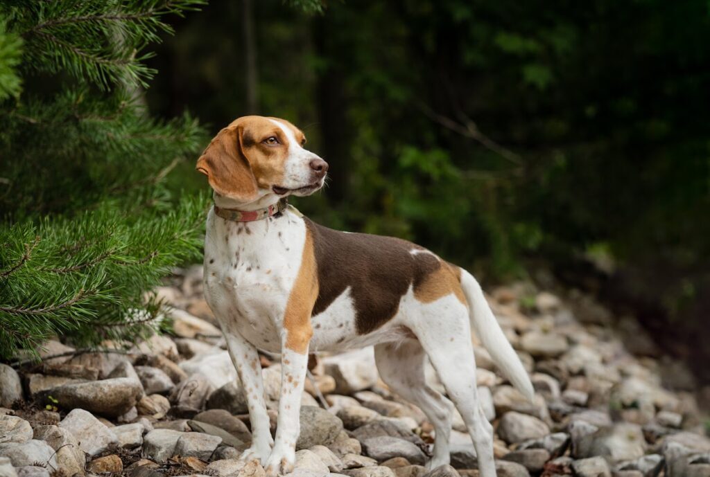 Beloved Pet & Equine Photography